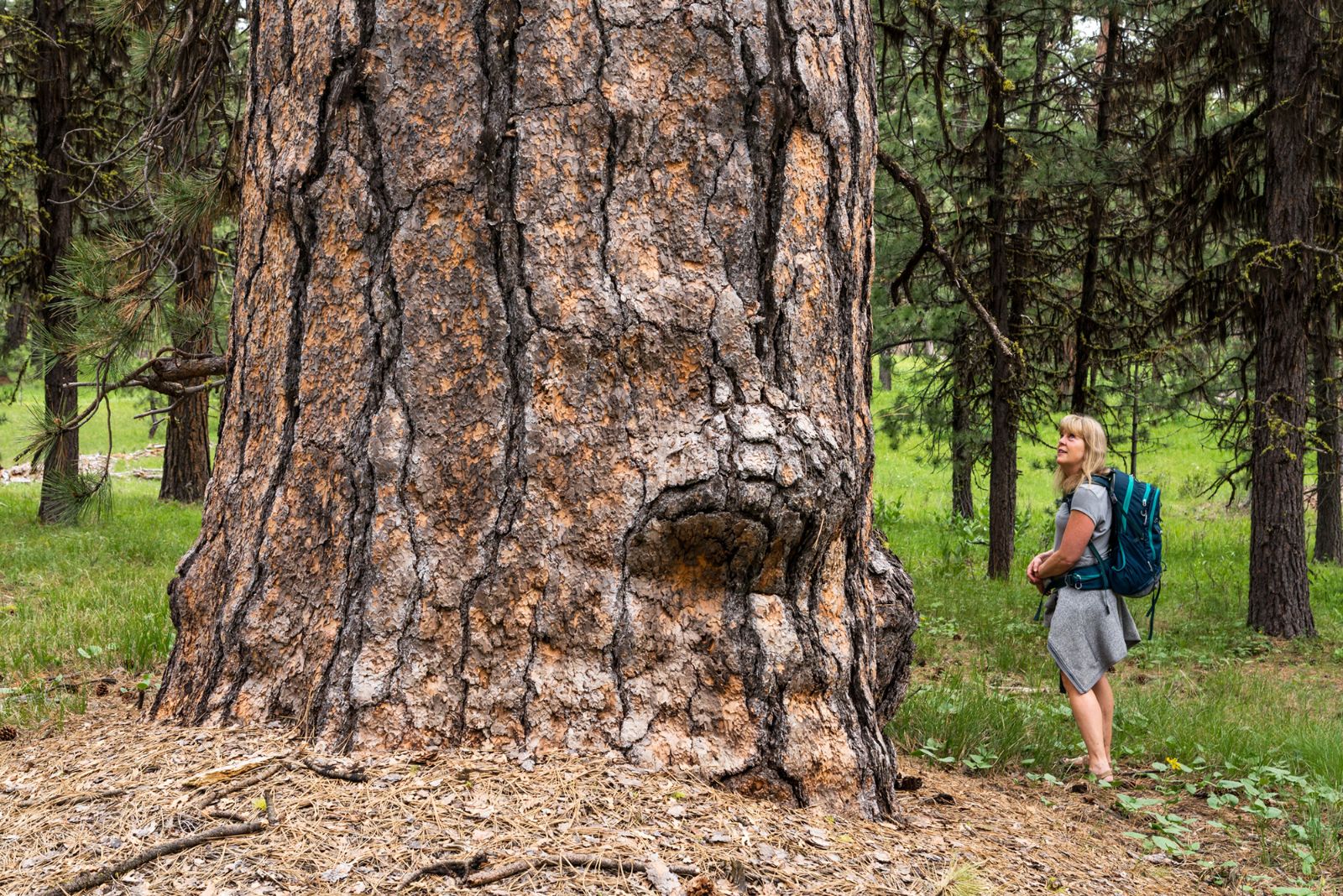 Woman looking up at old growth tree in Ochoco National Forest. Photo by Jim Davi